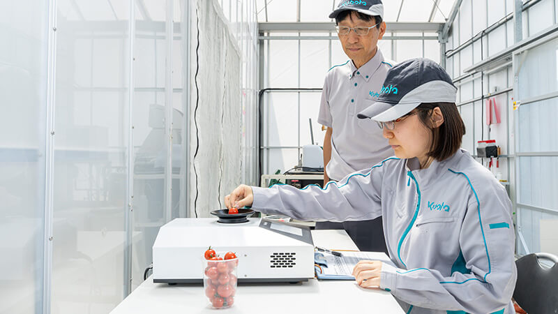 Workers measure tomato sugar content