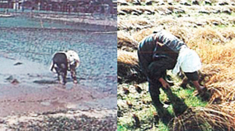 Rice cultivation work, paddy field planting and harvesting being done by hand